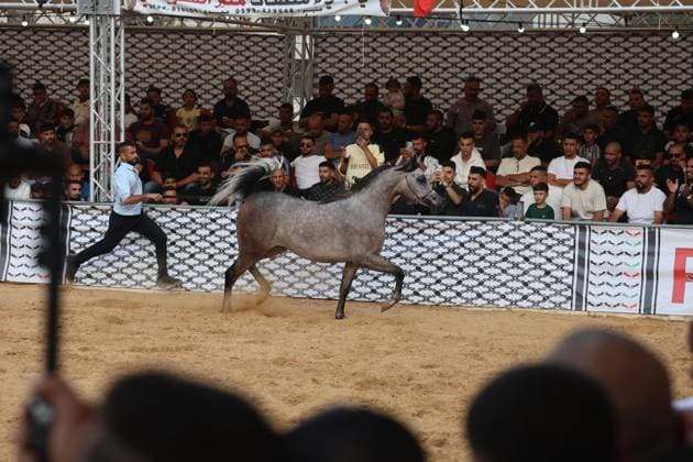 October 2, 2026, Hebron, Palestine, State of: HEBRON, OCCUPIED WEST BANK, OCTOBER 2, 2026: Palestinian riders and horse breeders take part in a three-day Arabian horse beauty show in Hebron, featuring around 300 purebred Arabian horses. Participants from across the West Bank, Jerusalem and Palestinian communities inside Israel gathered for the event, which showcases the characteristics and bloodlines of Arabian horses and promotes horse breeding and equestrian competitions. Organizers and participants hope the event will help develop the Arabian horse show scene in Palestine and create opportunities for riders and breeders to participate in international competitions. Hebron Palestine, State of - ZUMAq101 20261002_zna_q101_196 Copyright: xMosabxShawerx