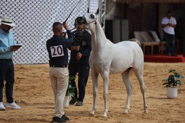 October 2, 2026, Hebron, Palestine, State of: HEBRON, OCCUPIED WEST BANK, OCTOBER 2, 2026: Palestinian riders and horse breeders take part in a three-day Arabian horse beauty show in Hebron, featuring around 300 purebred Arabian horses. Participants from across the West Bank, Jerusalem and Palestinian communities inside Israel gathered for the event, which showcases the characteristics and bloodlines of Arabian horses and promotes horse breeding and equestrian competitions. Organizers and participants hope the event will help develop the Arabian horse show scene in Palestine and create opportunities for riders and breeders to participate in international competitions. Hebron Palestine, State of - ZUMAq101 20261002_zna_q101_186 Copyright: xMosabxShawerx