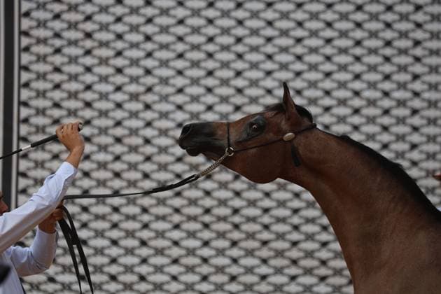 October 2, 2026, Hebron, Palestine, State of: HEBRON, OCCUPIED WEST BANK, OCTOBER 2, 2026: Palestinian riders and horse breeders take part in a three-day Arabian horse beauty show in Hebron, featuring around 300 purebred Arabian horses. Participants from across the West Bank, Jerusalem and Palestinian communities inside Israel gathered for the event, which showcases the characteristics and bloodlines of Arabian horses and promotes horse breeding and equestrian competitions. Organizers and participants hope the event will help develop the Arabian horse show scene in Palestine and create opportunities for riders and breeders to participate in international competitions. Hebron Palestine, State of - ZUMAq101 20261002_zna_q101_189 Copyright: xMosabxShawerx