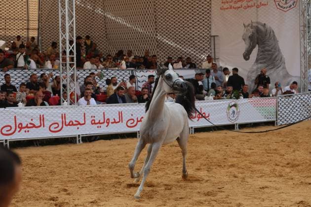 October 2, 2026, Hebron, Palestine, State of: HEBRON, OCCUPIED WEST BANK, OCTOBER 2, 2026: Palestinian riders and horse breeders take part in a three-day Arabian horse beauty show in Hebron, featuring around 300 purebred Arabian horses. Participants from across the West Bank, Jerusalem and Palestinian communities inside Israel gathered for the event, which showcases the characteristics and bloodlines of Arabian horses and promotes horse breeding and equestrian competitions. Organizers and participants hope the event will help develop the Arabian horse show scene in Palestine and create opportunities for riders and breeders to participate in international competitions. Hebron Palestine, State of - ZUMAq101 20261002_zna_q101_192 Copyright: xMosabxShawerx