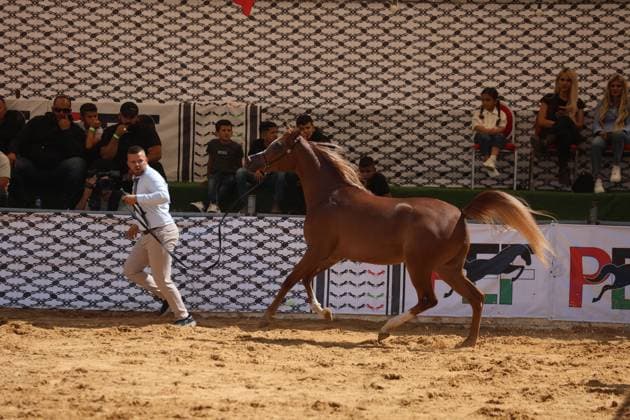 October 2, 2026, Hebron, Palestine, State of: HEBRON, OCCUPIED WEST BANK, OCTOBER 2, 2026: Palestinian riders and horse breeders take part in a three-day Arabian horse beauty show in Hebron, featuring around 300 purebred Arabian horses. Participants from across the West Bank, Jerusalem and Palestinian communities inside Israel gathered for the event, which showcases the characteristics and bloodlines of Arabian horses and promotes horse breeding and equestrian competitions. Organizers and participants hope the event will help develop the Arabian horse show scene in Palestine and create opportunities for riders and breeders to participate in international competitions. Hebron Palestine, State of - ZUMAq101 20261002_zna_q101_187 Copyright: xMosabxShawerx