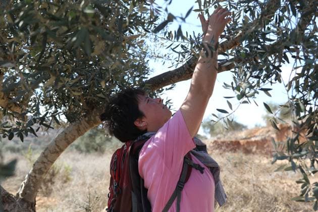 October 2, 2026, Nablus, Palestine, State of: BEITA, NABLUS, PALESTINE Ã¢â‚¬ OCTOBER 2, 2026: Israeli settlers and Israeli forces attacked Palestinian farmers while they were picking olives in the Jabal Al-Arma area, east of Beita, south of Nablus. Settlers fired live ammunition toward the farmers, with no injuries reported. According to the Palestinian Red Crescent Society, Israeli forces also beat a 46-year-old Palestinian farmer during raids on olive farms in Beita. Witnesses told Anadolu that Israeli forces fired stun grenades and tear gas at farmers in the Jabal Al-Arma area, forcing them to leave. The olive harvest begins in early October and continues through the end of November, making it an important agricultural and economic se - ZUMAq101 20261002_zna_q101_087 Copyright: xSalmanxMohsenxAlkhatibx