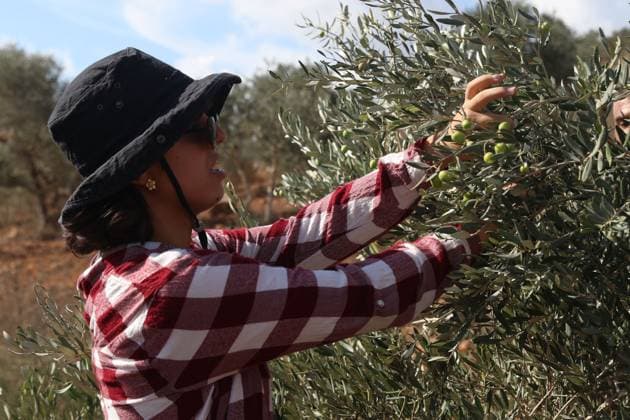 October 2, 2026, Nablus, Palestine, State of: BEITA, NABLUS, PALESTINE †OCTOBER 2, 2026: Israeli settlers and Israeli forces attacked Palestinian farmers while they were picking olives in the Jabal Al-Arma area, east of Beita, south of Nablus. Settlers fired live ammunition toward the farmers, with no injuries reported. According to the Palestinian Red Crescent Society, Israeli forces also beat a 46-year-old Palestinian farmer during raids on olive farms in Beita. Witnesses told Anadolu that Israeli forces fired stun grenades and tear gas at farmers in the Jabal Al-Arma area, forcing them to leave. The olive harvest begins in early October and continues through the end of November, making it an important agricultural and economic se - ZUMAq101 20261002_zna_q101_095 Copyright: xSalmanxMohsenxAlkhatibx