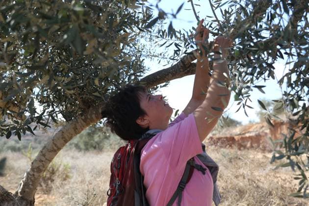 October 2, 2026, Nablus, Palestine, State of: BEITA, NABLUS, PALESTINE †OCTOBER 2, 2026: Israeli settlers and Israeli forces attacked Palestinian farmers while they were picking olives in the Jabal Al-Arma area, east of Beita, south of Nablus. Settlers fired live ammunition toward the farmers, with no injuries reported. According to the Palestinian Red Crescent Society, Israeli forces also beat a 46-year-old Palestinian farmer during raids on olive farms in Beita. Witnesses told Anadolu that Israeli forces fired stun grenades and tear gas at farmers in the Jabal Al-Arma area, forcing them to leave. The olive harvest begins in early October and continues through the end of November, making it an important agricultural and economic se - ZUMAq101 20261002_zna_q101_090 Copyright: xSalmanxMohsenxAlkhatibx