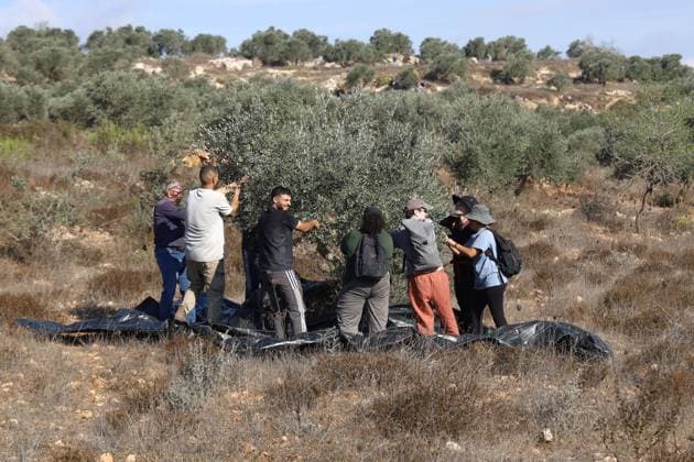 October 2, 2026, Nablus, Palestine, State of: BEITA, NABLUS, PALESTINE †OCTOBER 2, 2026: Israeli settlers and Israeli forces attacked Palestinian farmers while they were picking olives in the Jabal Al-Arma area, east of Beita, south of Nablus. Settlers fired live ammunition toward the farmers, with no injuries reported. According to the Palestinian Red Crescent Society, Israeli forces also beat a 46-year-old Palestinian farmer during raids on olive farms in Beita. Witnesses told Anadolu that Israeli forces fired stun grenades and tear gas at farmers in the Jabal Al-Arma area, forcing them to leave. The olive harvest begins in early October and continues through the end of November, making it an important agricultural and economic se - ZUMAq101 20261002_zna_q101_070 Copyright: xSalmanxMohsenxAlkhatibx
