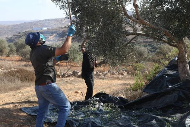 October 2, 2026, Nablus, Palestine, State of: BEITA, NABLUS, PALESTINE †OCTOBER 2, 2026: Israeli settlers and Israeli forces attacked Palestinian farmers while they were picking olives in the Jabal Al-Arma area, east of Beita, south of Nablus. Settlers fired live ammunition toward the farmers, with no injuries reported. According to the Palestinian Red Crescent Society, Israeli forces also beat a 46-year-old Palestinian farmer during raids on olive farms in Beita. Witnesses told Anadolu that Israeli forces fired stun grenades and tear gas at farmers in the Jabal Al-Arma area, forcing them to leave. The olive harvest begins in early October and continues through the end of November, making it an important agricultural and economic se - ZUMAq101 20261002_zna_q101_077 Copyright: xSalmanxMohsenxAlkhatibx
