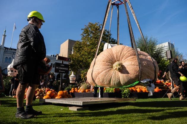 Danish Giant Pumpkin Championship Results Announced: Peter Holst Olsen’s giant pumpkin, weighing 1,198 kg, wins the Danish Giant Pumpkin Championship at Tivoli in Copenhagen on Saturday, October 3, 2026. Photo by Emil Nicolai Helms, Scanpix 2026, Copenhagen, Denmark  Copyright: EmilxNicolaixHelmsx spdk20261003-132455-L