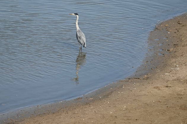 Low water levels in the Port of Düsseldorf have exposed a large sandbar; rocks and sand on the shore; Harbor Basin A; a gray heron hunting for fish; Düsseldorf, October 5, 2026,