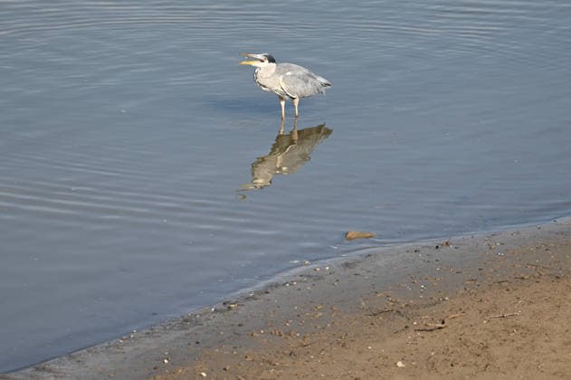 Low water levels in the Port of Düsseldorf have exposed a large sandbar; rocks and sand on the shore; Harbor Basin A; a gray heron hunting for fish; Düsseldorf, October 5, 2026,