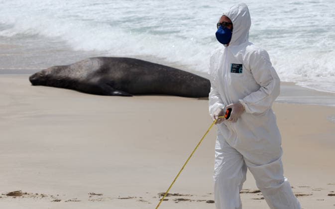 October 6, 2026, Rio De Janeiro, Rio De Janeiro, Brazil: Biologists with the Projeto de Monitoramento de Praias da Bacia de Santos (PMP-BS) monitor a young southern elephant seal (Mirounga leonina) resting on Copacabana Beach in Rio de Janeiro, Brazil, on October 6, 2026, assessing its condition and helping ensure it remains undisturbed. The unusual visitor has drawn attention along the coast in recent days after being spotted in So£o Conrado, across Guanabara Bay in IcaraoÂ, Nitero³i, and now Copacabana. The young seal, a species native to colder waters of the Southern Hemisphere, has attracted curious bathers and beachgoers at each stop. Experts advise people to observe the animal from a safe distance and not approach, touch, feed o - ZUMAk251 20261006_znp_k251_001 Copyright: xBobxKarpx
