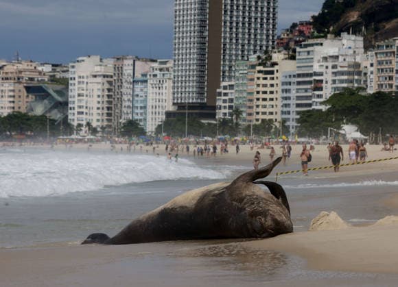 October 6, 2026, Rio De Janeiro, Rio De Janeiro, Brazil: A young southern elephant seal (Mirounga leonina) rests on Copacabana Beach in Rio de Janeiro, Brazil, on October 6, 2026. The unusual visitor has drawn attention along the coast in recent days after being seen in So£o Conrado, across Guanabara Bay in IcaraoÂ, Nitero³i, and now Copacabana. The young animal, which normally inhabits colder waters of the Southern Hemisphere, has attracted curious bathers and beachgoers at each stop. Experts advise people to observe the animal from a safe distance and not approach, touch, feed or attempt to return it to the water. One possibility raised by experts is that the seal traveled north from southern South America, potentially from the regi - ZUMAk251 20261006_znp_k251_004 Copyright: xBobxKarpx