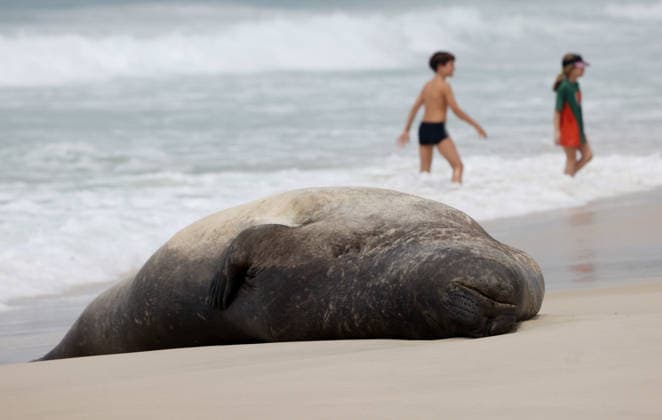 October 6, 2026, Rio De Janeiro, Rio De Janeiro, Brazil: A young southern elephant seal (Mirounga leonina) rests on Copacabana Beach in Rio de Janeiro, Brazil, on October 6, 2026. The unusual visitor has drawn attention along the coast in recent days after being seen in So£o Conrado, across Guanabara Bay in IcaraoÂ, Nitero³i, and now Copacabana. The young animal, which normally inhabits colder waters of the Southern Hemisphere, has attracted curious bathers and beachgoers at each stop. Experts advise people to observe the animal from a safe distance and not approach, touch, feed or attempt to return it to the water. One possibility raised by experts is that the seal traveled north from southern South America, potentially from the regi - ZUMAk251 20261006_znp_k251_005 Copyright: xBobxKarpx