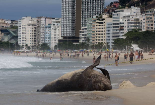 October 6, 2026, Rio De Janeiro, Rio De Janeiro, Brazil: A young southern elephant seal (Mirounga leonina) rests on Copacabana Beach in Rio de Janeiro, Brazil, on October 6, 2026. The unusual visitor has drawn attention along the coast in recent days after being seen in So£o Conrado, across Guanabara Bay in IcaraoÂ, Nitero³i, and now Copacabana. The young animal, which normally inhabits colder waters of the Southern Hemisphere, has attracted curious bathers and beachgoers at each stop. Experts advise people to observe the animal from a safe distance and not approach, touch, feed or attempt to return it to the water. One possibility raised by experts is that the seal traveled north from southern South America, potentially from the regi - ZUMAk251 20261006_znp_k251_006 Copyright: xBobxKarpx
