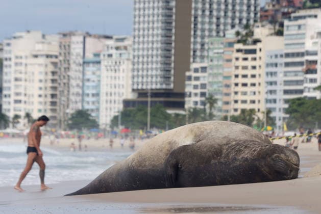 October 6, 2026, Rio De Janeiro, Rio De Janeiro, Brazil: A young southern elephant seal (Mirounga leonina) rests on Copacabana Beach in Rio de Janeiro, Brazil, on October 6, 2026. The unusual visitor has drawn attention along the coast in recent days after being seen in SoÂ£o Conrado, across Guanabara Bay in IcaraoÂ­, NiteroÂ³i, and now Copacabana. The young animal, which normally inhabits colder waters of the Southern Hemisphere, has attracted curious bathers and beachgoers at each stop. Experts advise people to observe the animal from a safe distance and not approach, touch, feed or attempt to return it to the water. One possibility raised by experts is that the seal traveled north from southern South America, potentially from the regi - ZUMAk251 20261006_znp_k251_008 Copyright: xBobxKarpx
