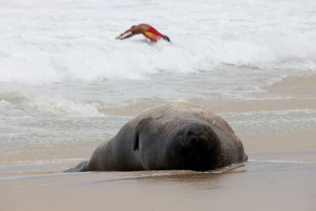 October 6, 2026, Rio De Janeiro, Rio De Janeiro, Brazil: A young southern elephant seal (Mirounga leonina) rests on Copacabana Beach in Rio de Janeiro, Brazil, on October 6, 2026. The unusual visitor has drawn attention along the coast in recent days after being seen in SoÂ£o Conrado, across Guanabara Bay in IcaraoÂ­, NiteroÂ³i, and now Copacabana. The young animal, which normally inhabits colder waters of the Southern Hemisphere, has attracted curious bathers and beachgoers at each stop. Experts advise people to observe the animal from a safe distance and not approach, touch, feed or attempt to return it to the water. One possibility raised by experts is that the seal traveled north from southern South America, potentially from the regi  - ZUMAk251 20261006_znp_k251_017 Copyright: xBobxKarpx