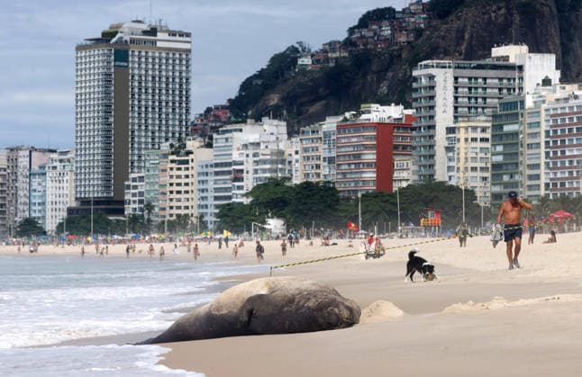 October 6, 2026, Rio De Janeiro, Rio De Janeiro, Brazil: A young southern elephant seal (Mirounga leonina) rests on Copacabana Beach in Rio de Janeiro, Brazil, on October 6, 2026. The unusual visitor has drawn attention along the coast in recent days after being seen in So£o Conrado, across Guanabara Bay in IcaraoÂ, Nitero³i, and now Copacabana. The young animal, which normally inhabits colder waters of the Southern Hemisphere, has attracted curious bathers and beachgoers at each stop. Experts advise people to observe the animal from a safe distance and not approach, touch, feed or attempt to return it to the water. One possibility raised by experts is that the seal traveled north from southern South America, potentially from the regi - ZUMAk251 20261006_znp_k251_011 Copyright: xBobxKarpx