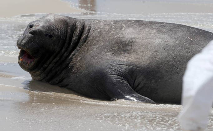 October 6, 2026, Rio De Janeiro, Rio De Janeiro, Brazil: A young southern elephant seal (Mirounga leonina) rests on Copacabana Beach in Rio de Janeiro, Brazil, on October 6, 2026. The unusual visitor has drawn attention along the coast in recent days after being seen in So£o Conrado, across Guanabara Bay in IcaraoÂ, Nitero³i, and now Copacabana. The young animal, which normally inhabits colder waters of the Southern Hemisphere, has attracted curious bathers and beachgoers at each stop. Experts advise people to observe the animal from a safe distance and not approach, touch, feed or attempt to return it to the water. One possibility raised by experts is that the seal traveled north from southern South America, potentially from the regi - ZUMAk251 20261006_znp_k251_012 Copyright: xBobxKarpx