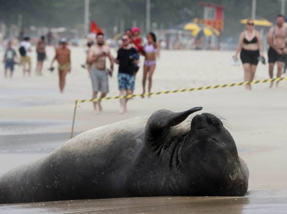 October 6, 2026, Rio De Janeiro, Rio De Janeiro, Brazil: A young southern elephant seal (Mirounga leonina) rests on Copacabana Beach in Rio de Janeiro, Brazil, on October 6, 2026. The unusual visitor has drawn attention along the coast in recent days after being seen in So£o Conrado, across Guanabara Bay in IcaraoÂ, Nitero³i, and now Copacabana. The young animal, which normally inhabits colder waters of the Southern Hemisphere, has attracted curious bathers and beachgoers at each stop. Experts advise people to observe the animal from a safe distance and not approach, touch, feed or attempt to return it to the water. One possibility raised by experts is that the seal traveled north from southern South America, potentially from the regi - ZUMAk251 20261006_znp_k251_015 Copyright: xBobxKarpx