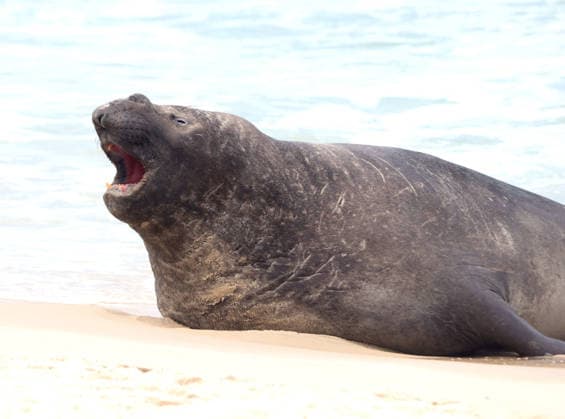 October 6, 2026, Rio De Janeiro, Rio De Janeiro, Brazil: A young southern elephant seal (Mirounga leonina) rests on Copacabana Beach in Rio de Janeiro, Brazil, on October 6, 2026. The unusual visitor has drawn attention along the coast in recent days after being seen in SoÂ£o Conrado, across Guanabara Bay in IcaraoÂ­, NiteroÂ³i, and now Copacabana. The young animal, which normally inhabits colder waters of the Southern Hemisphere, has attracted curious bathers and beachgoers at each stop. Experts advise people to observe the animal from a safe distance and not approach, touch, feed or attempt to return it to the water. One possibility raised by experts is that the seal traveled north from southern South America, potentially from the regi - ZUMAk251 20261006_znp_k251_018 Copyright: xBobxKarpx