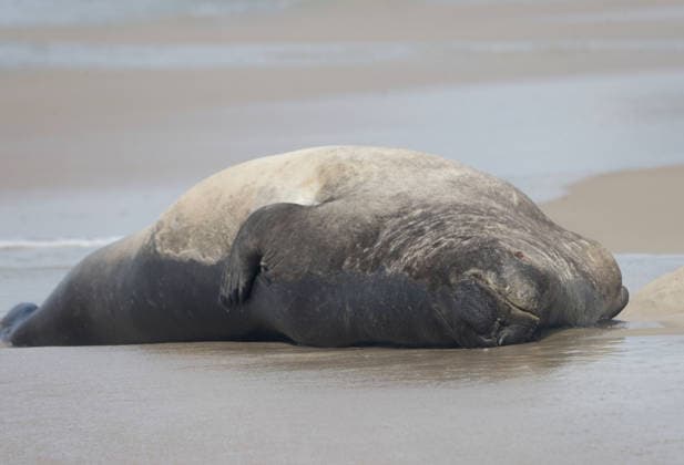 October 6, 2026, Rio De Janeiro, Rio De Janeiro, Brazil: A young southern elephant seal (Mirounga leonina) rests on Copacabana Beach in Rio de Janeiro, Brazil, on October 6, 2026. The unusual visitor has drawn attention along the coast in recent days after being seen in So£o Conrado, across Guanabara Bay in IcaraoÂ, Nitero³i, and now Copacabana. The young animal, which normally inhabits colder waters of the Southern Hemisphere, has attracted curious bathers and beachgoers at each stop. Experts advise people to observe the animal from a safe distance and not approach, touch, feed or attempt to return it to the water. One possibility raised by experts is that the seal traveled north from southern South America, potentially from the regi - ZUMAk251 20261006_znp_k251_019 Copyright: xBobxKarpx