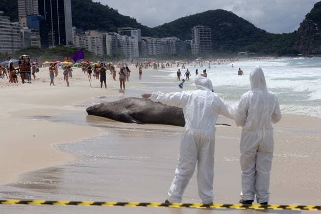 October 6, 2026, Rio De Janeiro, Rio De Janeiro, Brazil: Biologists with the Projeto de Monitoramento de Praias da Bacia de Santos (PMP-BS) monitor a young southern elephant seal (Mirounga leonina) resting on Copacabana Beach in Rio de Janeiro, Brazil, on October 6, 2026, assessing its condition and helping ensure it remains undisturbed. The unusual visitor has drawn attention along the coast in recent days after being spotted in SoÂ£o Conrado, across Guanabara Bay in IcaraoÂ­, NiteroÂ³i, and now Copacabana. The young seal, a species native to colder waters of the Southern Hemisphere, has attracted curious bathers and beachgoers at each stop. Experts advise people to observe the animal from a safe distance and not approach, touch, feed o - ZUMAk251 20261006_znp_k251_021 Copyright: xBobxKarpx