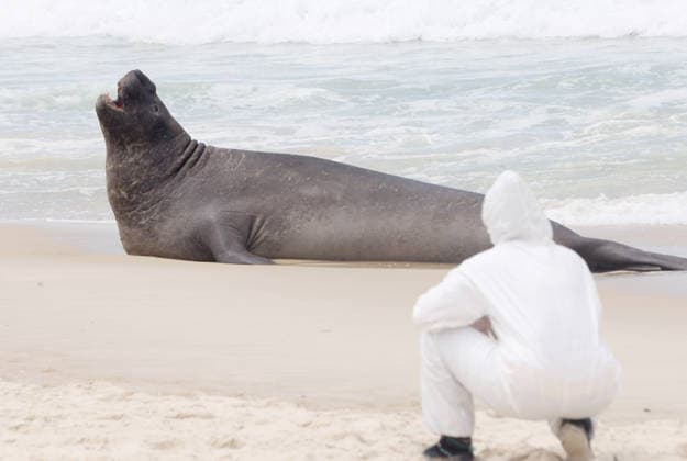 October 6, 2026, Rio De Janeiro, Rio De Janeiro, Brazil: Biologists with the Projeto de Monitoramento de Praias da Bacia de Santos (PMP-BS) monitor a young southern elephant seal (Mirounga leonina) resting on Copacabana Beach in Rio de Janeiro, Brazil, on October 6, 2026, assessing its condition and helping ensure it remains undisturbed. The unusual visitor has drawn attention along the coast in recent days after being spotted in So£o Conrado, across Guanabara Bay in IcaraoÂ, Nitero³i, and now Copacabana. The young seal, a species native to colder waters of the Southern Hemisphere, has attracted curious bathers and beachgoers at each stop. Experts advise people to observe the animal from a safe distance and not approach, touch, feed o - ZUMAk251 20261006_znp_k251_024 Copyright: xBobxKarpx