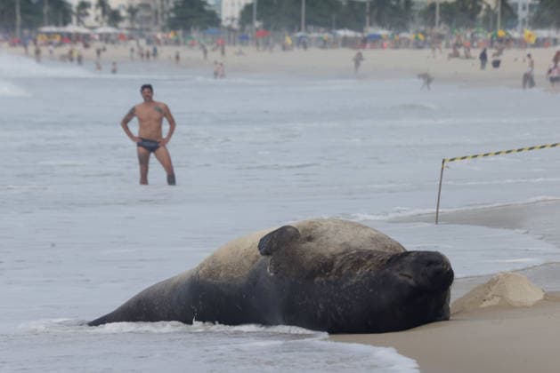 October 6, 2026, Rio De Janeiro, Rio De Janeiro, Brazil: A young southern elephant seal (Mirounga leonina) rests on Copacabana Beach in Rio de Janeiro, Brazil, on October 6, 2026. The unusual visitor has drawn attention along the coast in recent days after being seen in So£o Conrado, across Guanabara Bay in IcaraoÂ, Nitero³i, and now Copacabana. The young animal, which normally inhabits colder waters of the Southern Hemisphere, has attracted curious bathers and beachgoers at each stop. Experts advise people to observe the animal from a safe distance and not approach, touch, feed or attempt to return it to the water. One possibility raised by experts is that the seal traveled north from southern South America, potentially from the regi - ZUMAk251 20261006_znp_k251_025 Copyright: xBobxKarpx