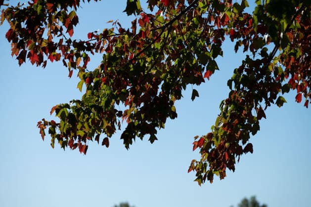Sunshine Instead of Autumn Gray: Kehl Enjoys Mild October Weather; Sunny and, for this time of year, mild autumn weather on W Copyright: x xonw-imagesx x-x