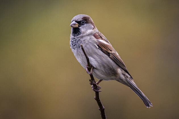 Sparrows are disappearing from Berlin, archive footage