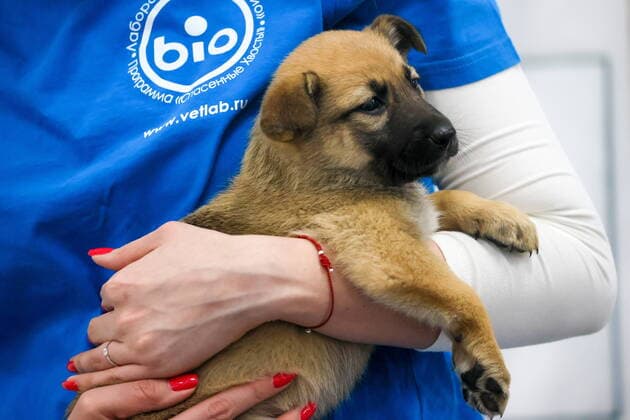 World Animal Day on 4 October