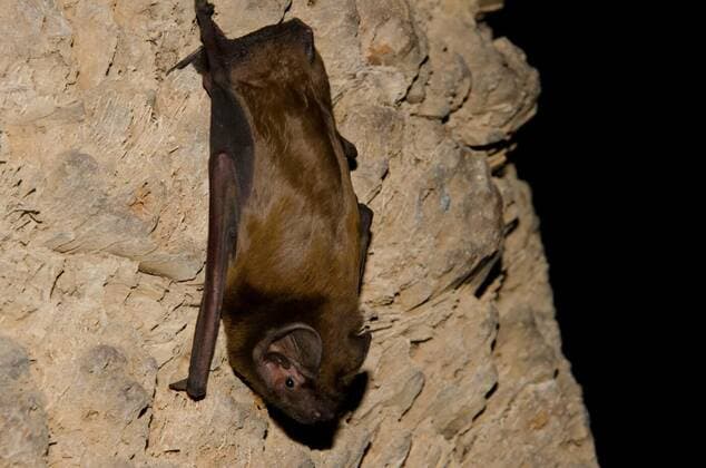 Giant Evening Swift, Europe's largest bat species detected in Brandenburg, archive images