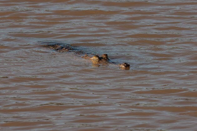 Brisbane 2032: River teeming with crocodiles to become rowing course for the Olympic Games – archive images