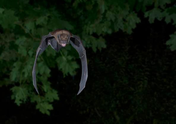 Endangered Species Act: US Government relaxes species protection regulations, archive images