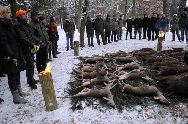 Brandenburg: Wild boars at the Südwestkirchhof cemetery in Stahnsdorf may be hunted – archive photos