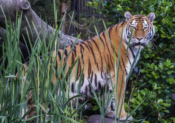 Maruschka the tigress has died at Hagenbeck Zoo
