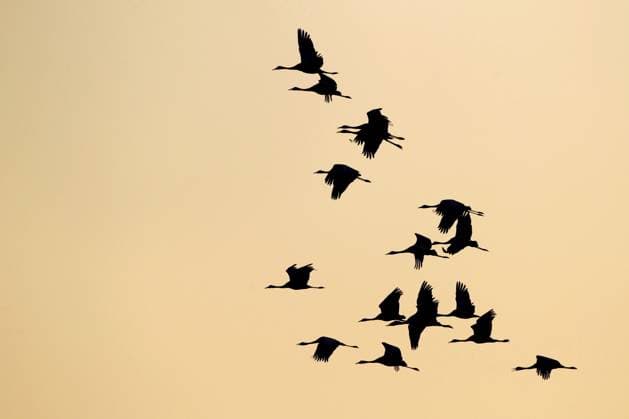 Bird migration – Cranes flock to resting places in Brandenburg, archive photos