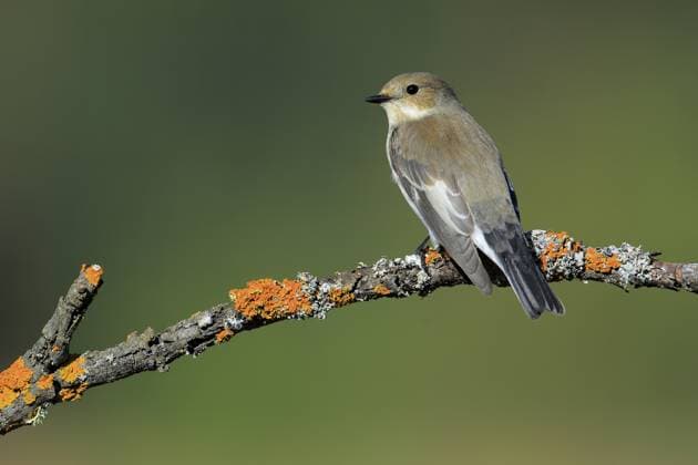 Bird of the Year 2027 – The nominees