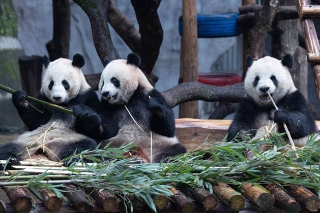 Pandas at Chongqing Zoo