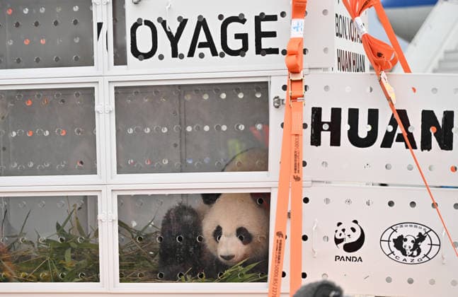 Pandas Huan Huan and Yuan Zi return to China after 13 years