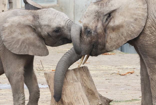 Elephants at the Halle Mountain Zoo