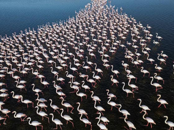 Flamingos in Qarun Lake in Egypt