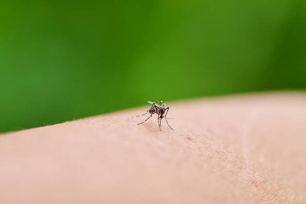 Frankfurt advises people to take precautions against mosquitoes following cases of malaria in the vicinity of the airport; archive images