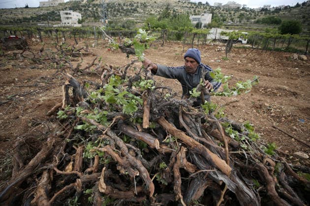 Middle East conflict, West Bank, Destroyed grapevines in Hebron