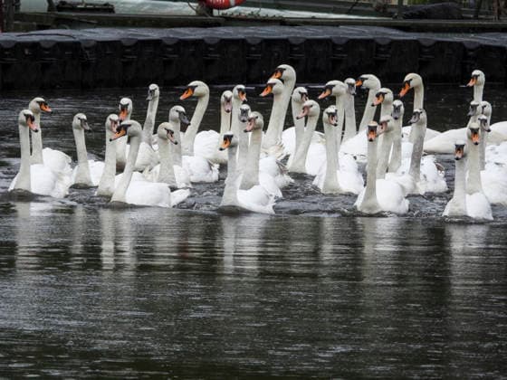 Hamburg, Alster swans leave their winter quarters