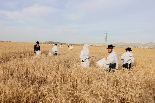 West Bank, ultra-orthodox harvest wheat by hand