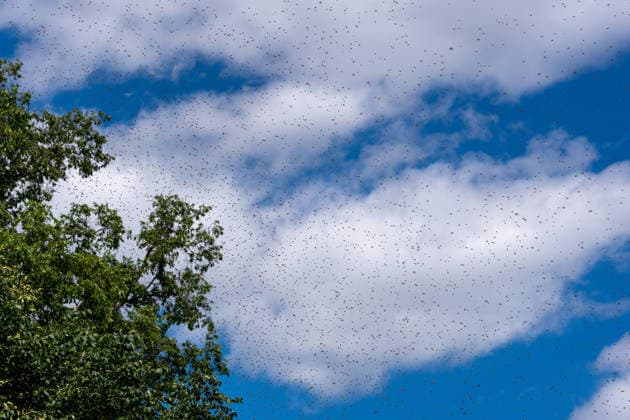 USA, swarm of bees has taken up residence at the White House