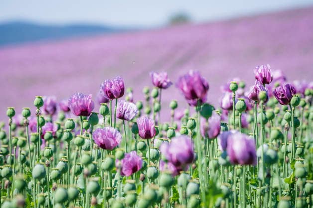 Rhineland-Palatinate, opium poppy fields in Quirnheim