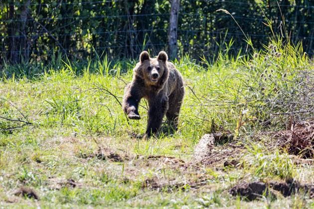 France: Orphaned bears move to Sainte-Croix Wildlife Park