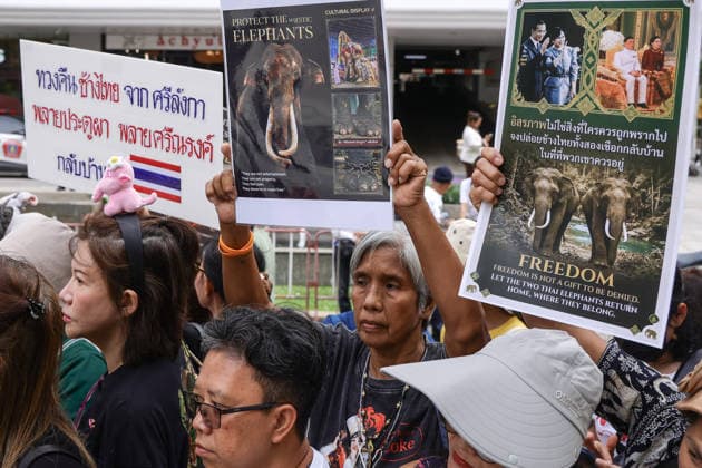 Thailand: Elephant welfare campaigners are calling for the return of two elephants from Sri Lanka