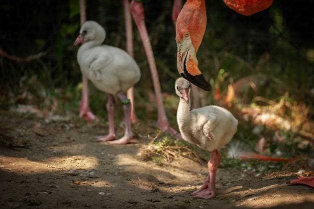 Flamingo chicks at Antwerp Zoo